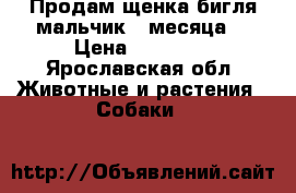 Продам щенка бигля(мальчик 3 месяца) › Цена ­ 30 000 - Ярославская обл. Животные и растения » Собаки   